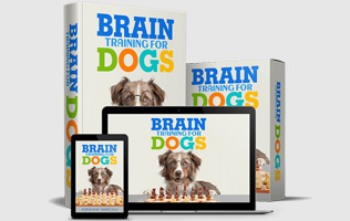 Brain training for dogs