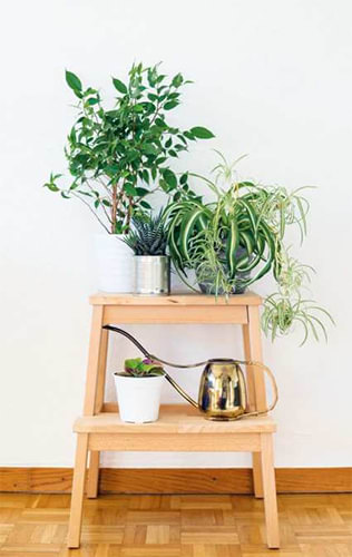 Feng shui plants for positive energy