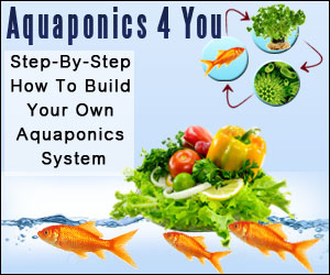 How to build an aquaponics system step by step