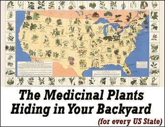 Medicinal Plants and Herbs Book